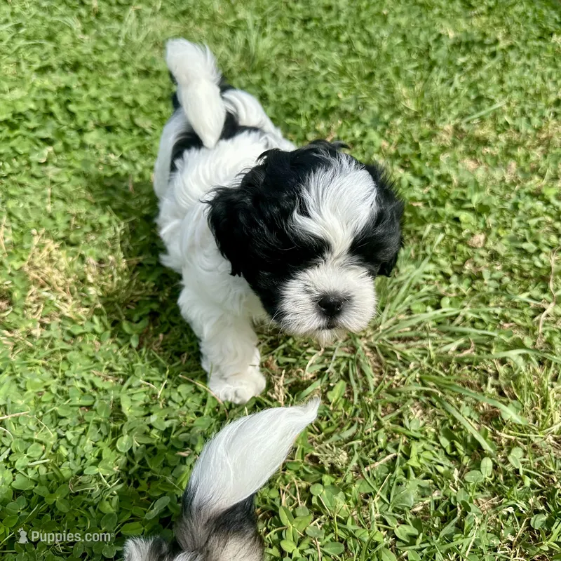 Bella – Shihpoo, Shih Tzu puppy for sale in Gilbert, AZ
