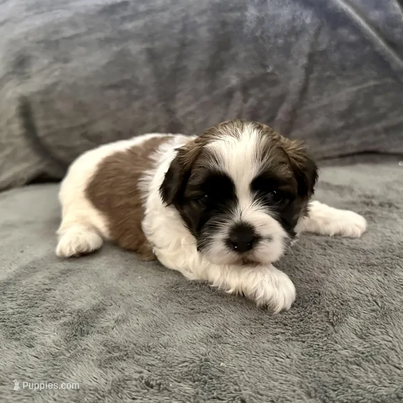 Oliver – Shihpoo, Shih Tzu puppy for sale in Gilbert, AZ