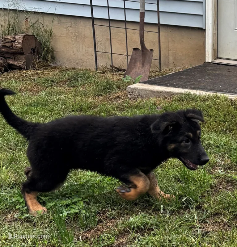 Jerzi King black – German Shepherd Dog puppy for sale in Winterset, IA