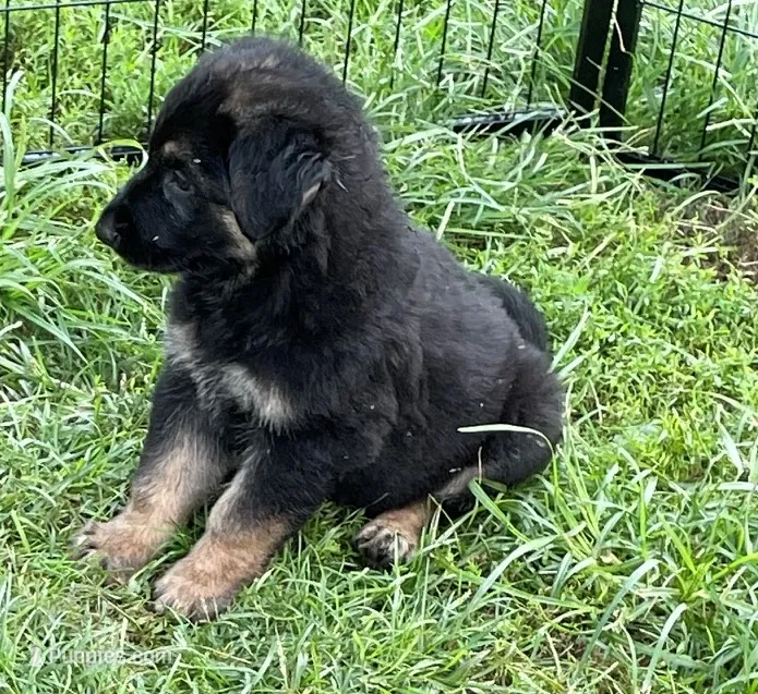 Jerzi King black – German Shepherd Dog puppy for sale in Winterset, IA