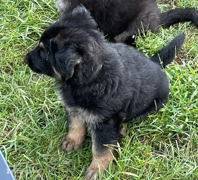 Jerzi King tan – German Shepherd Dog puppy for sale in Winterset, IA