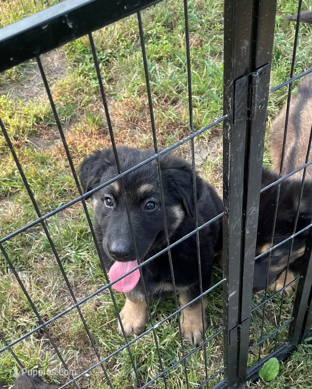 Jerzi King black – German Shepherd Dog puppy for sale in Winterset, IA