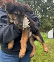 Jerzi King purple, a female German Shepherd Dog for sale in Winterset, IA – 2 of 6