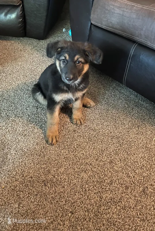 Jerzi King purple – German Shepherd Dog puppy for sale in Winterset, IA