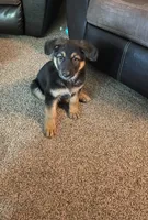 Jerzi King purple, a female German Shepherd Dog for sale in Winterset, IA – 3 of 6