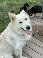 Jerzi King blue, a male German Shepherd Dog for sale in Winterset, IA – 3 of 3