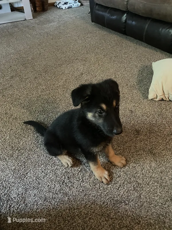 Jerzi King Red – German Shepherd Dog puppy for sale in Winterset, IA