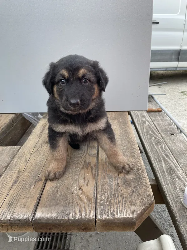 Jerzi King black – German Shepherd Dog puppy for sale in Winterset, IA