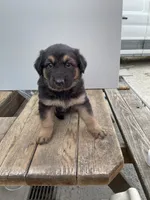 Jerzi King black, a female German Shepherd Dog for sale in Winterset, IA – 1 of 3