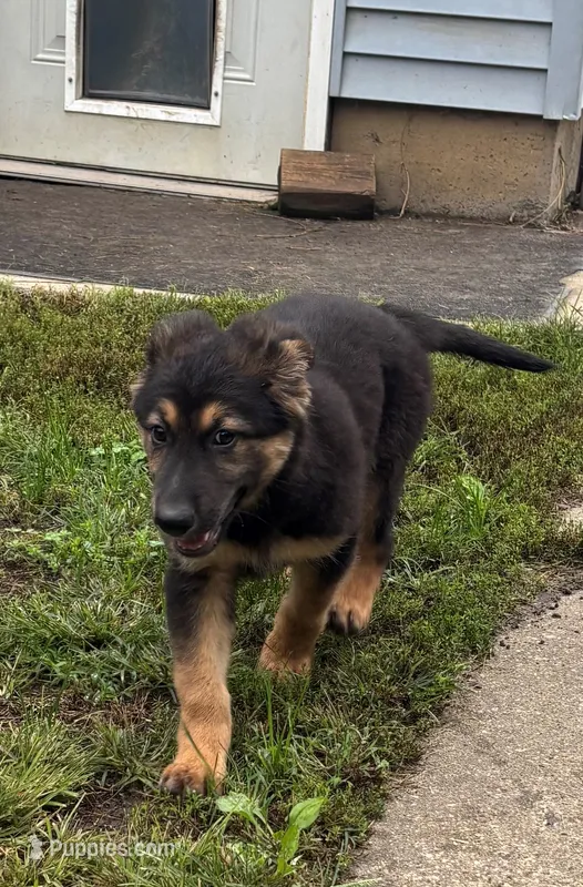 Jerzi King purple – German Shepherd Dog puppy for sale in Winterset, IA