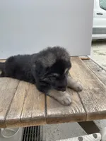 Jerzi King tan, a female German Shepherd Dog for sale in Winterset, IA – 1 of 3