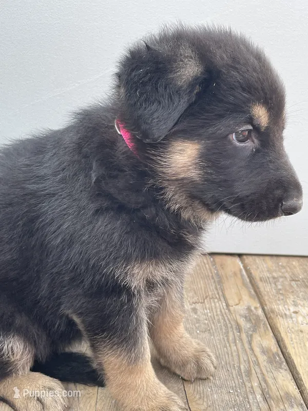 Jerzi King Red – German Shepherd Dog puppy for sale in Winterset, IA