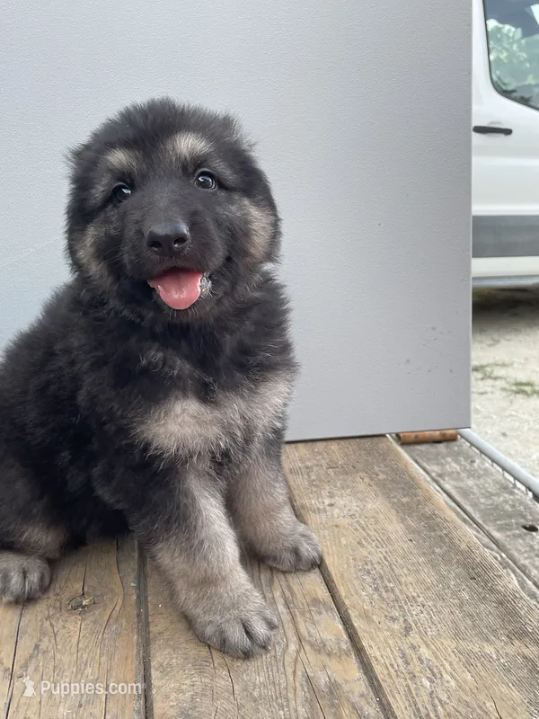 Jerzi King green – German Shepherd Dog puppy for sale in Winterset, IA