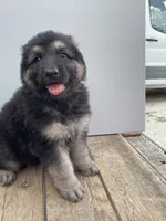 Jerzi King green, a female German Shepherd Dog for sale in Winterset, IA – 1 of 3