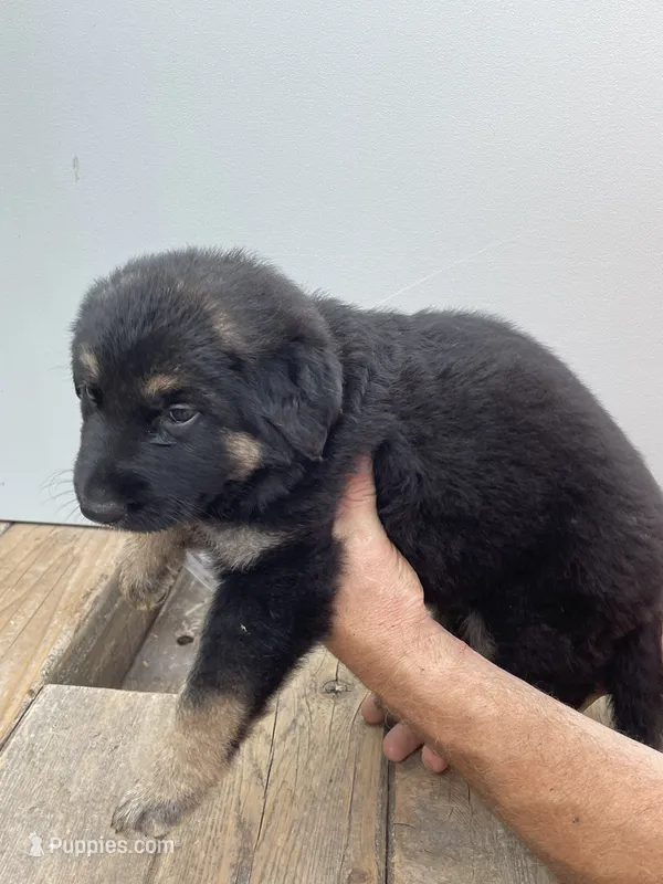 Jerzi King grey – German Shepherd Dog puppy for sale in Winterset, IA
