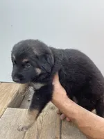 Jerzi King grey, a male German Shepherd Dog for sale in Winterset, IA – 1 of 3