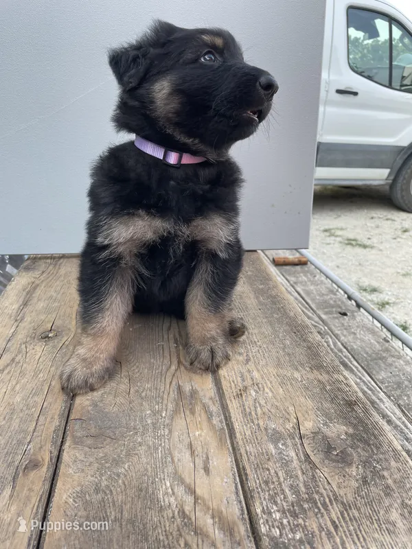 Jerzi King purple – German Shepherd Dog puppy for sale in Winterset, IA