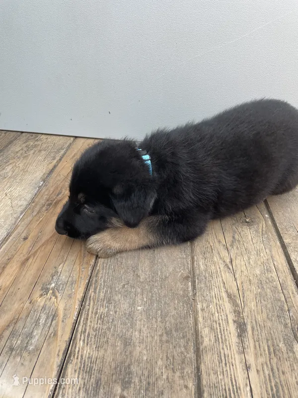Jerzi King blue – German Shepherd Dog puppy for sale in Winterset, IA