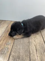 Jerzi King blue, a male German Shepherd Dog for sale in Winterset, IA – 1 of 3