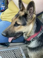 Jerzi King, a female German Shepherd Dog for sale in Winterset, IA – 2 of 3