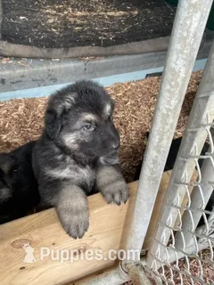 Jerzi King – German Shepherd Dog puppy for sale in Winterset, IA