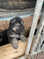 Jerzi King, a female German Shepherd Dog for sale in Winterset, IA – 1 of 3