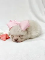 Yuki, a female Pomeranian for sale in Stafford, VA – 4 of 5