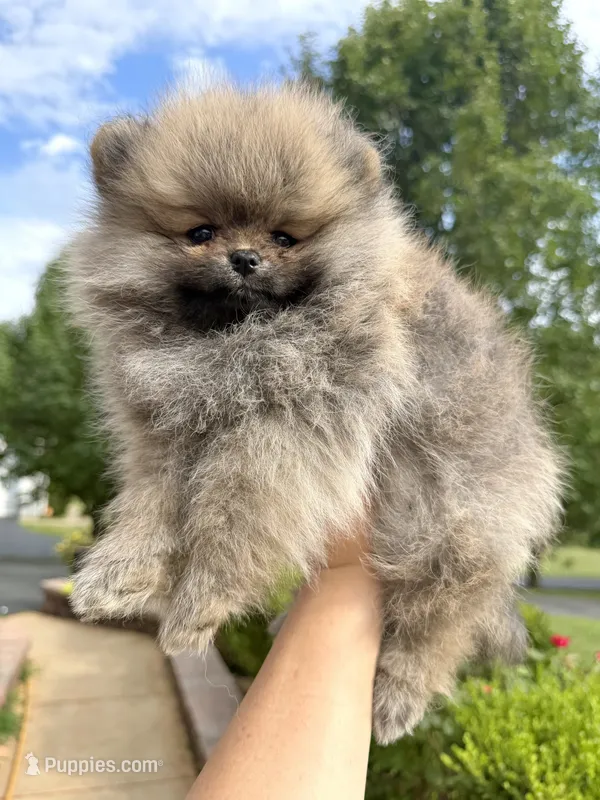 Kiki – Pomeranian puppy for sale in Stafford, VA