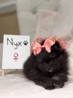 Nyx, a female Pomeranian for sale in Stafford, VA – 3 of 4