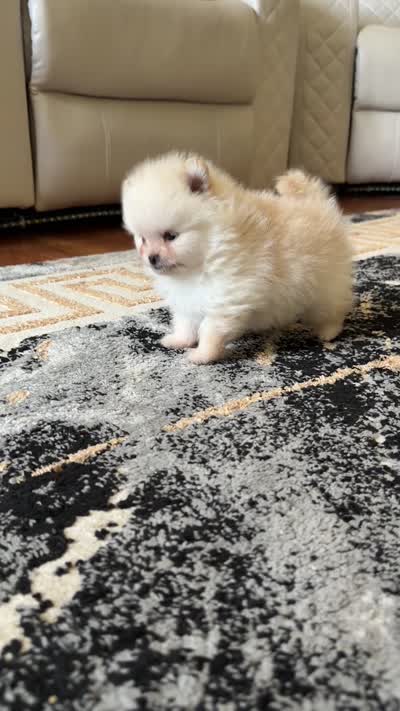 Kirby , a female Pomeranian for sale in Stafford, VA – 6 of 6