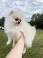 Kirby , a female Pomeranian for sale in Stafford, VA – 5 of 9