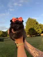 Nyx, a female Pomeranian for sale in Stafford, VA – 4 of 4
