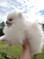 Yoshi, a male Pomeranian for sale in Stafford, VA – 7 of 9