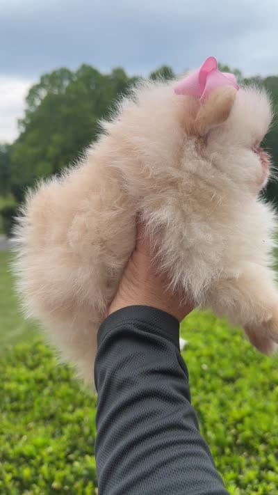 Kirby , a female Pomeranian for sale in Stafford, VA – 5 of 6