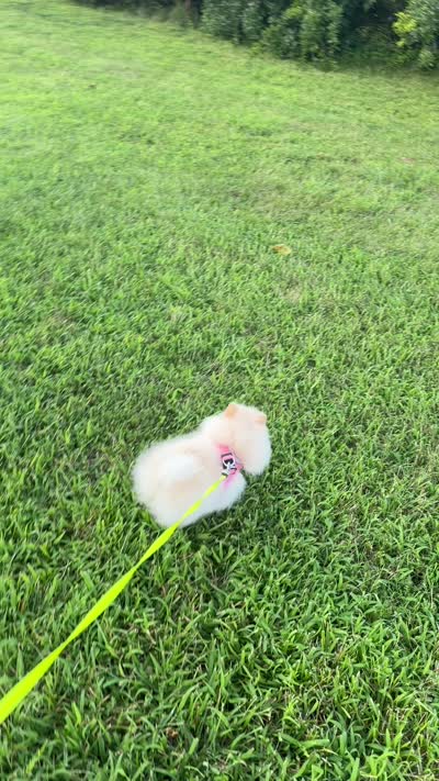 Kirby , a female Pomeranian for sale in Stafford, VA – 2 of 9