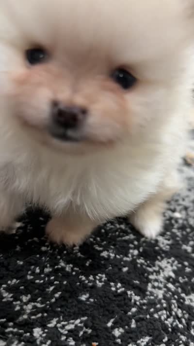 Yoshi, a male Pomeranian for sale in Stafford, VA – 4 of 4