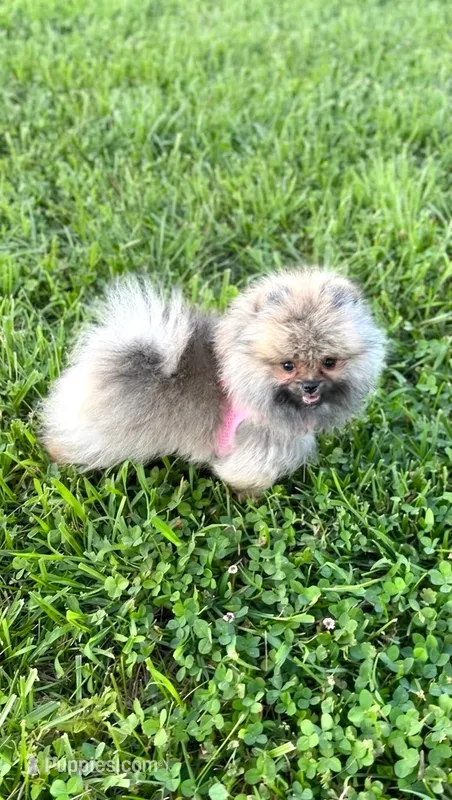 Kiki – Pomeranian puppy for sale in Stafford, VA