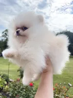 Yoshi, a male Pomeranian for sale in Stafford, VA – 5 of 9