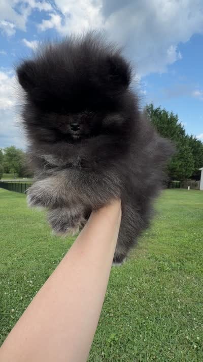 Nyx, a female Pomeranian for sale in Stafford, VA – 4 of 7