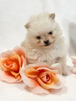 Kirby , a female Pomeranian for sale in Stafford, VA – 3 of 6