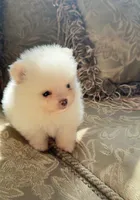 Yoshi, a male Pomeranian for sale in Stafford, VA – 3 of 4