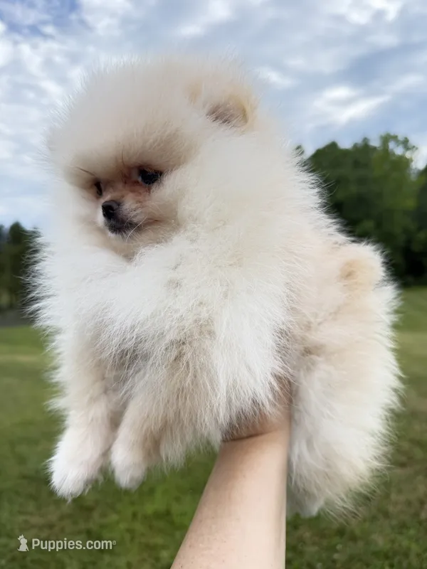 Kirby  – Pomeranian puppy for sale in Stafford, VA