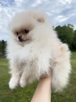 Kirby , a female Pomeranian for sale in Stafford, VA – 1 of 6
