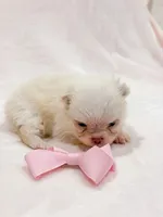 Yuki, a female Pomeranian for sale in Stafford, VA – 5 of 5