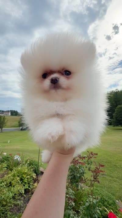 Yoshi, a male Pomeranian for sale in Stafford, VA – 2 of 4
