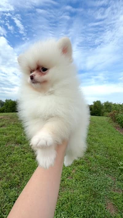 Yuki, a female Pomeranian for sale in Stafford, VA – 2 of 5