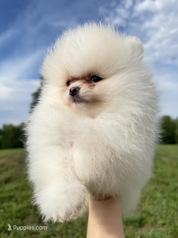 Yoshi – Pomeranian puppy for sale in Stafford, VA