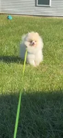 Yoshi, a male Pomeranian for sale in Stafford, VA – 2 of 10