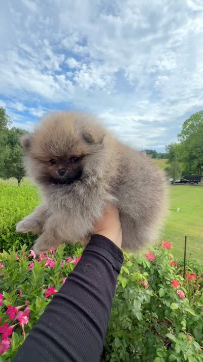 Kiki, a female Pomeranian for sale in Stafford, VA – 3 of 4