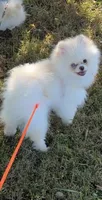 Yuki, a female Pomeranian for sale in Stafford, VA – 2 of 10